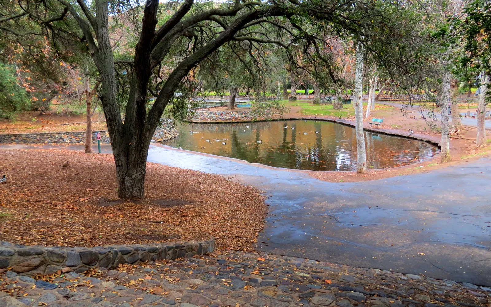 Scenic view of Irvine Regional Park with tree-lined paths and open green spaces in December