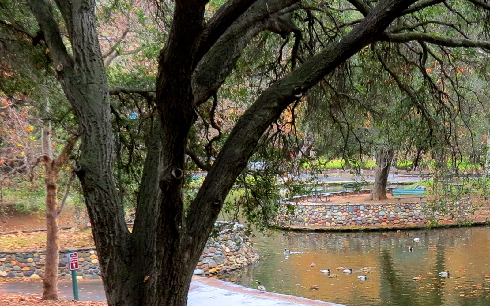 Wooded area and park landscape showing the natural recreation space available in Irvine's parks